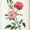 Rosa semperflorens = Rosier toujours fleuri. [Ever-blowing rose, china rose, Bengal rose]