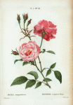 Rosa semperflorens = Rosier toujours fleuri. [Ever-blowing rose, china rose, Bengal rose]