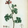 Geranium capitatum = Géranion à odeur de Rose.