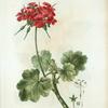 Geranium inquinans = Géranion tachant. [common geranium]