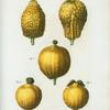 Fig. 1. et 2. Citrus medica = Citronier cedaratier. Fig. 3,4,et 5. Citrus limonium. [Madeira citron - Lemon]