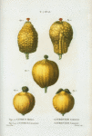 Fig. 1. et 2. Citrus medica = Citronier cedaratier. Fig. 3,4,et 5. Citrus limonium. [Madeira citron - Lemon]