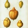 Citrus = Citronier. [various shapes of citrus]