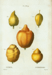 Citrus = Citronier. [various shapes of citrus]