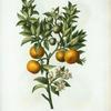 Citrus Bigaradia Sinensis = Citronier Bifaradier Chinois. [Bitter sweet oranges on a branch]