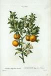 Citrus Bigaradia Sinensis = Citronier Bifaradier Chinois. [Bitter sweet oranges on a branch]