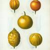 Citrus = Citronier. [5 types of bitter orange, sweet lemon, and sweet lime]