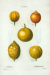 Citrus = Citronier. [5 types of bitter orange, sweet lemon, and sweet lime]