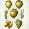 Citrus limonium = Citronier limonier. [7 varities of lemons]