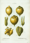 Citrus limonium = Citronier limonier. [7 varities of lemons]