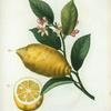 Citrus limonium = Citronier limonier. [An enlarged version of lemon with leaves and a half-cul lemon]