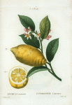 Citrus limonium = Citronier limonier. [An enlarged version of lemon with leaves and a half-cul lemon]