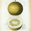 Citrus pomum Adami = Citronier pomme d'Adam. [Adam's apple or Paradise apple]