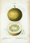 Citrus pomum Adami = Citronier pomme d'Adam. [Adam's apple or Paradise apple]