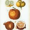 Citrus = Citronier. [Citrus in various shapes and sizes, cut and uncut]