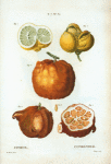 Citrus = Citronier. [Citrus in various shapes and sizes, cut and uncut]