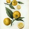 Citrus = Citronier. [2 clusters of citrus with leaves and some cut into half]