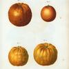 Citrus aurantium = Citronier oranger. [Bitter orange]