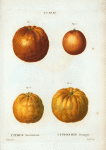 Citrus aurantium = Citronier oranger. [Bitter orange]
