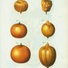 Citrus = Citronier. [6 types of oranges]