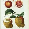 Fig. 1. Aurantium hierochunticum = Orange rouge. Fig. 2. Bigarradia della bizarria = Bigarradier à fruite bizarre.