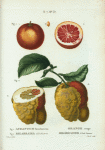 Fig. 1. Aurantium hierochunticum = Orange rouge. Fig. 2. Bigarradia della bizarria = Bigarradier à fruite bizarre.