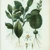 Fig. 1. Citrus histrix = Citronier hérisson. fig. 2. Fleurs de l'Oranger = Feuilles enracinées. [Kaffir lime leaves - Orange blossoms]