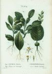 Fig. 1. Citrus histrix = Citronier hérisson. fig. 2. Fleurs de l'Oranger = Feuilles enracinées. [Kaffir lime leaves - Orange blossoms]