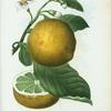 Citrus decumana = Citronier pompelmous. [Grape fruit, Pummelo]