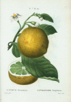 Citrus decumana = Citronier pompelmous. [Grape fruit, Pummelo]