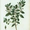 Quercus ilex = Chéne yeuse. [Holly Oak, Evergreen Oak]