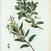 Fig. 1. Quercus prasina = Chéne prase. fig. 2. Quercus ilex = Chéne yeuse. [Holly oak]