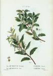 Fig. 1. Quercus prasina = Chéne prase. fig. 2. Quercus ilex = Chéne yeuse. [Holly oak]