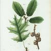 Fig. 1. Quercus tinctoria = Chéne Quercitron. Fig. 2. Quercus montana = Chéne de montagne. [Black Oak or Quercitron Bark - Rock Chestnut Oak]