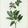 Fig. 1. Quercus pseudo-coccifera = Chéne faux-Kermés. Fig. 2. Quercus pseudo-suber. [Abraham's Oak - False Cork Oak]