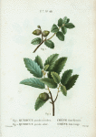Fig. 1. Quercus pseudo-coccifera = Chéne faux-Kermés. Fig. 2. Quercus pseudo-suber. [Abraham's Oak - False Cork Oak]