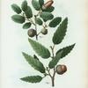Fig. 1. Quercus infectoria = Chéne des Teinturiers. Fig. 2. Quercus Libani. [Aleppo oak - Lebanon oak]