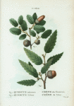 Fig. 1. Quercus infectoria = Chéne des Teinturiers. Fig. 2. Quercus Libani. [Aleppo oak - Lebanon oak]