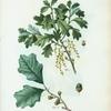 Quercus banisteri = Chéne de banister. [Bear Oak or Scrub Oak]