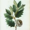 Quercus Ægylops = Chéne Vélani. [Valonian Oak]
