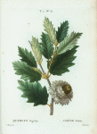 Quercus Ægylops = Chéne Vélani. [Valonian Oak]