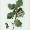 Quercus robur = Chéne rouvre. [Pedunculate Oak, Truffle Oak, Common Oak, English Oak. Irish Dair]