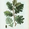Quercus Apennina = Chéne de Apennin.