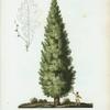 Quercus fastigiata = Chàne pyramidal.
