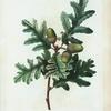 Quercus pyrenaica = Chàne du pyrénées.