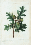 Quercus pyrenaica = Chàne du pyrénées.