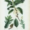 Quercus cerris = Chéne chevelu. [Turkey Oak]