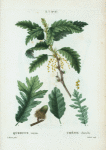 Quercus cerris = Chéne chevelu. [Turkey Oak]