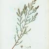 Tamarix Gallica = Tamarisc de France. [French tamarisk, saltcedar, manna plant, tamarisk]
