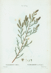 Tamarix Gallica = Tamarisc de France. [French tamarisk, saltcedar, manna plant, tamarisk]